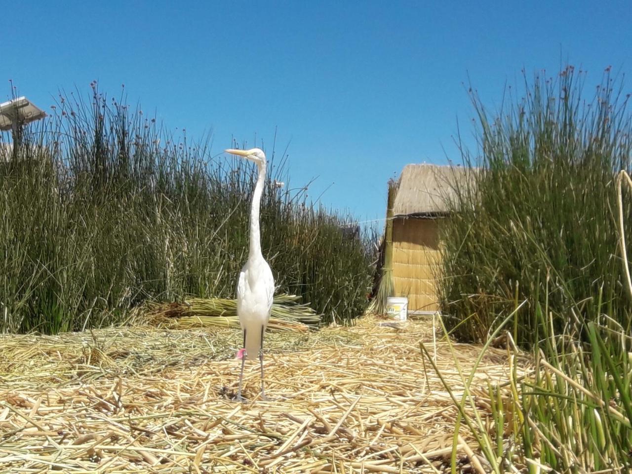 Uros Amaru Marka Lodge Esterno foto
